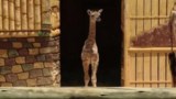 Girafa nasce com 1,90 metro em parque de diversões de Penha, SC